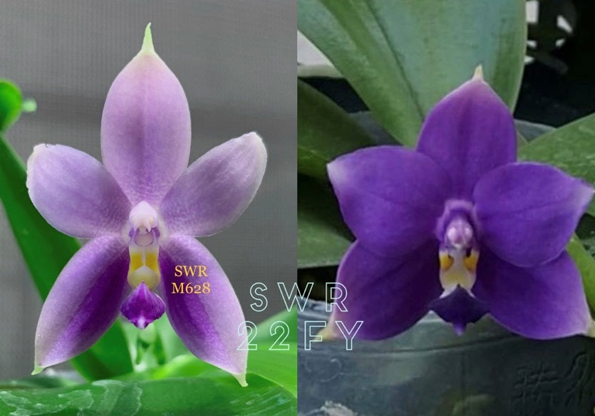 Phalaenopsis SWR GV Bell x Sapphire's Galah - Seed Grown