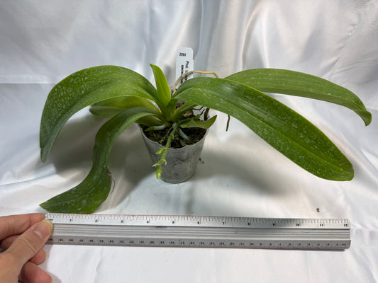 Phalaenopsis lueddemanniana (Leyte) x sib 251207 Spiking 2 spikes