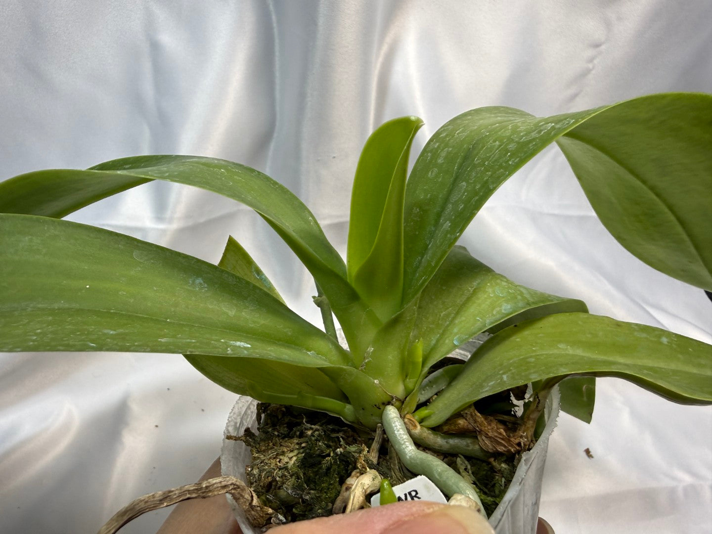 Phalaenopsis lueddemanniana (Leyte) x sib 251207 Spiking 2 spikes