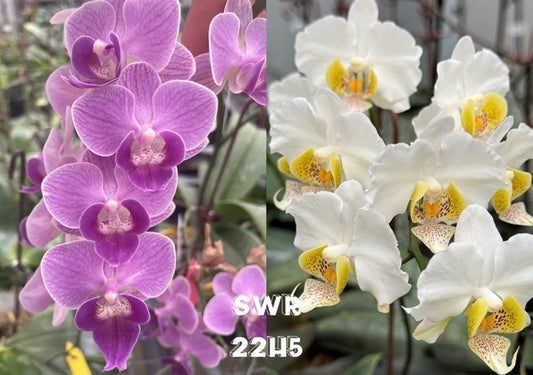 Phalaenopsis Sogo Vivian 'Blue' x SWR Stuart