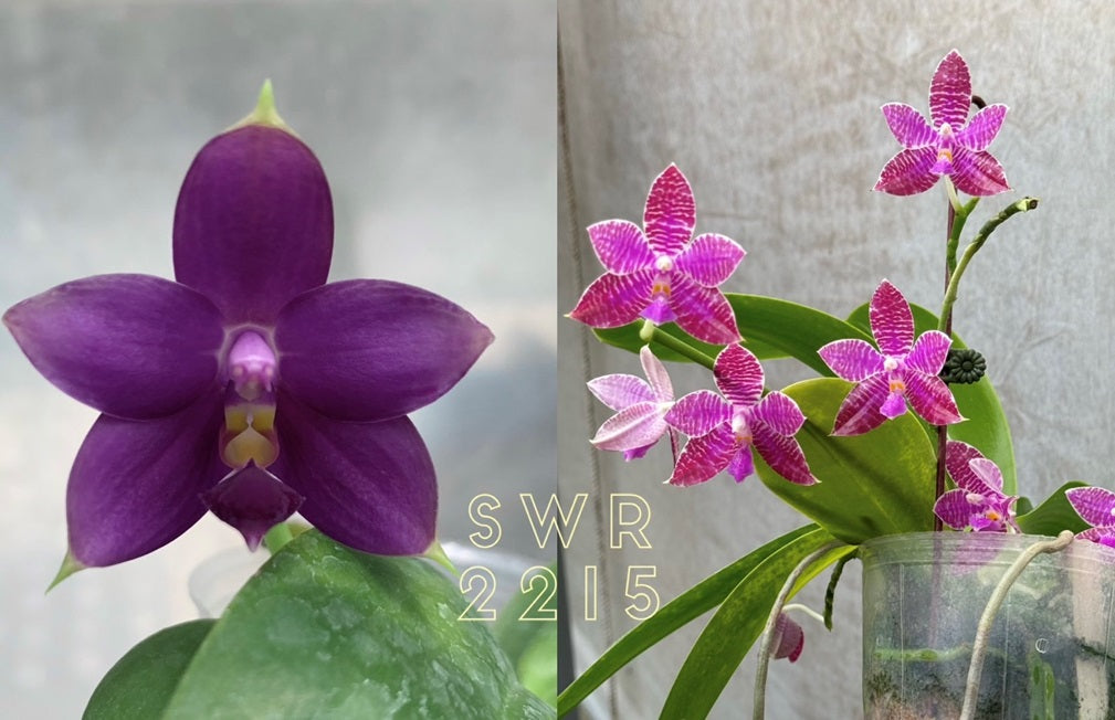 Phalaenopsis Luedde-violacea - Seed Grown