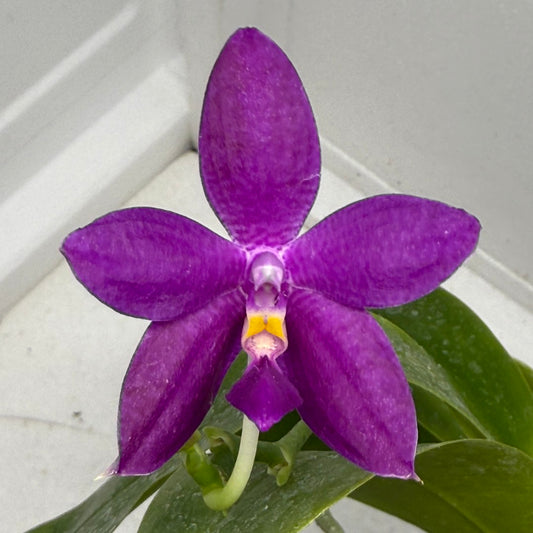 Phalaenopsis Luedde-violacea 250901 Flowering
