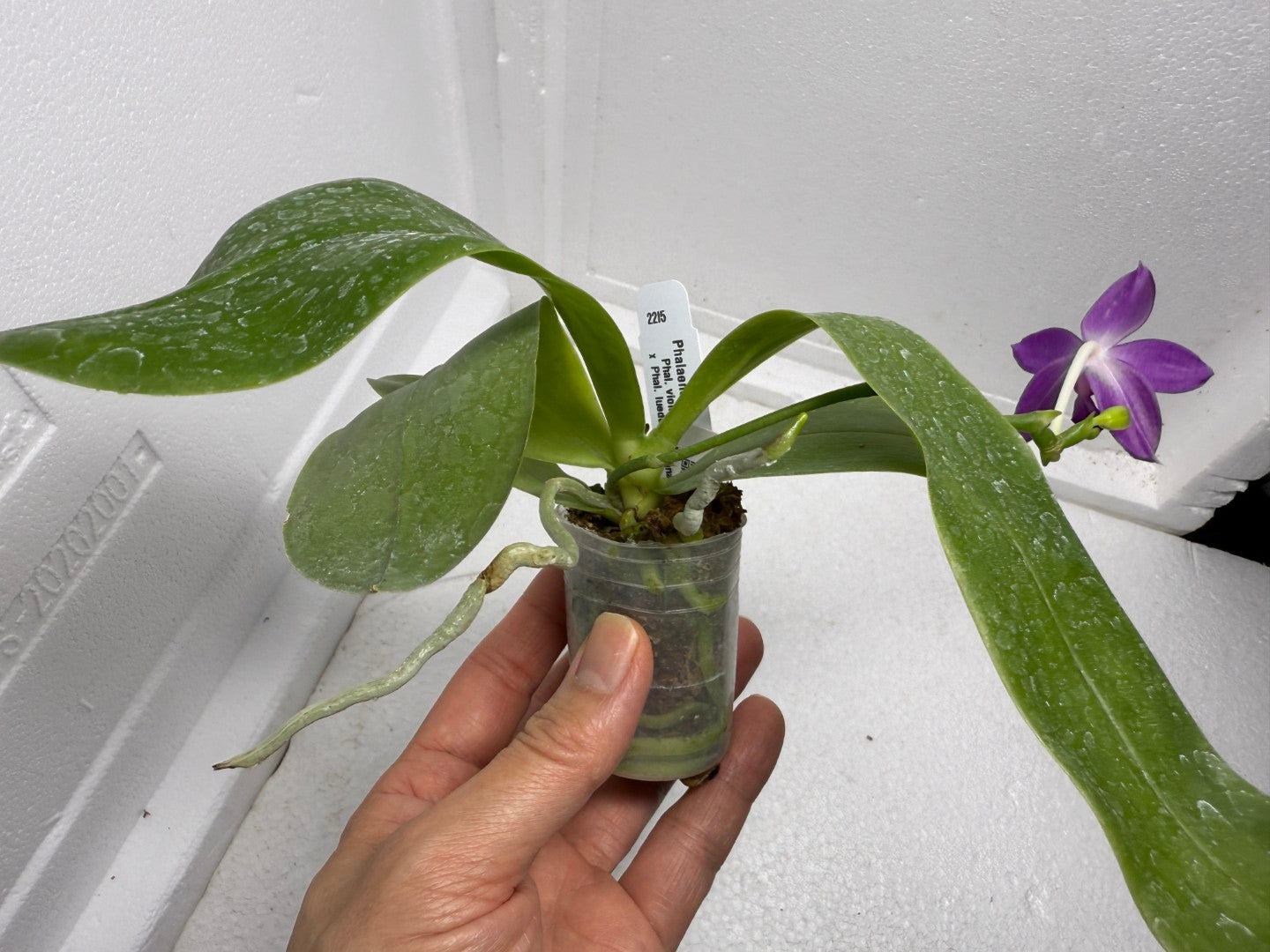 Phalaenopsis Luedde-violacea 250901 Flowering