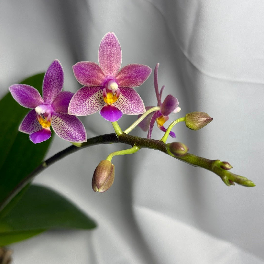 Novelty Phalaenopsis – Page 2 – Big Leaf Orchids