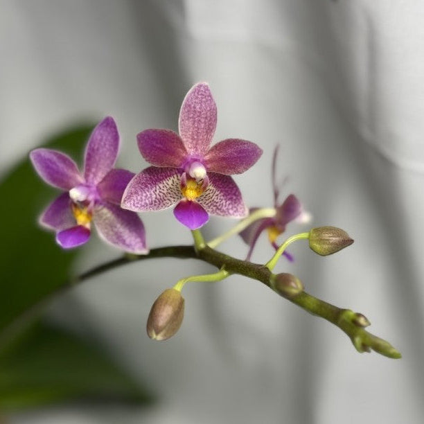 Phalaenopsis Meen Estrella x equestris (Seed Grown) Spiking