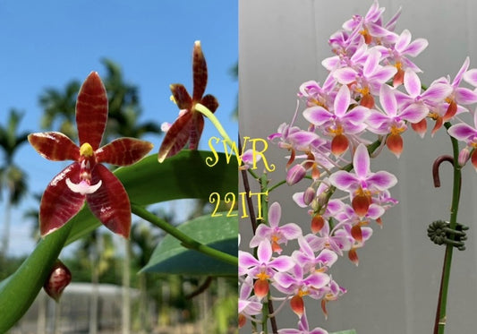 Phalaenopsis Meen Estrella x equestris (Seed Grown)