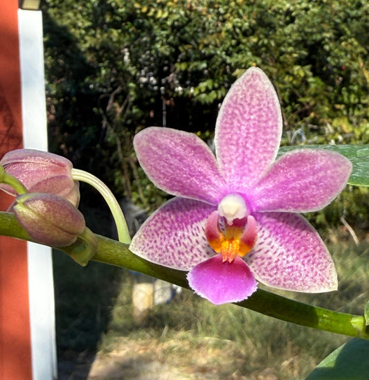 Phalaenopsis Meen Estrella x equestris (Seed Grown) Spiking