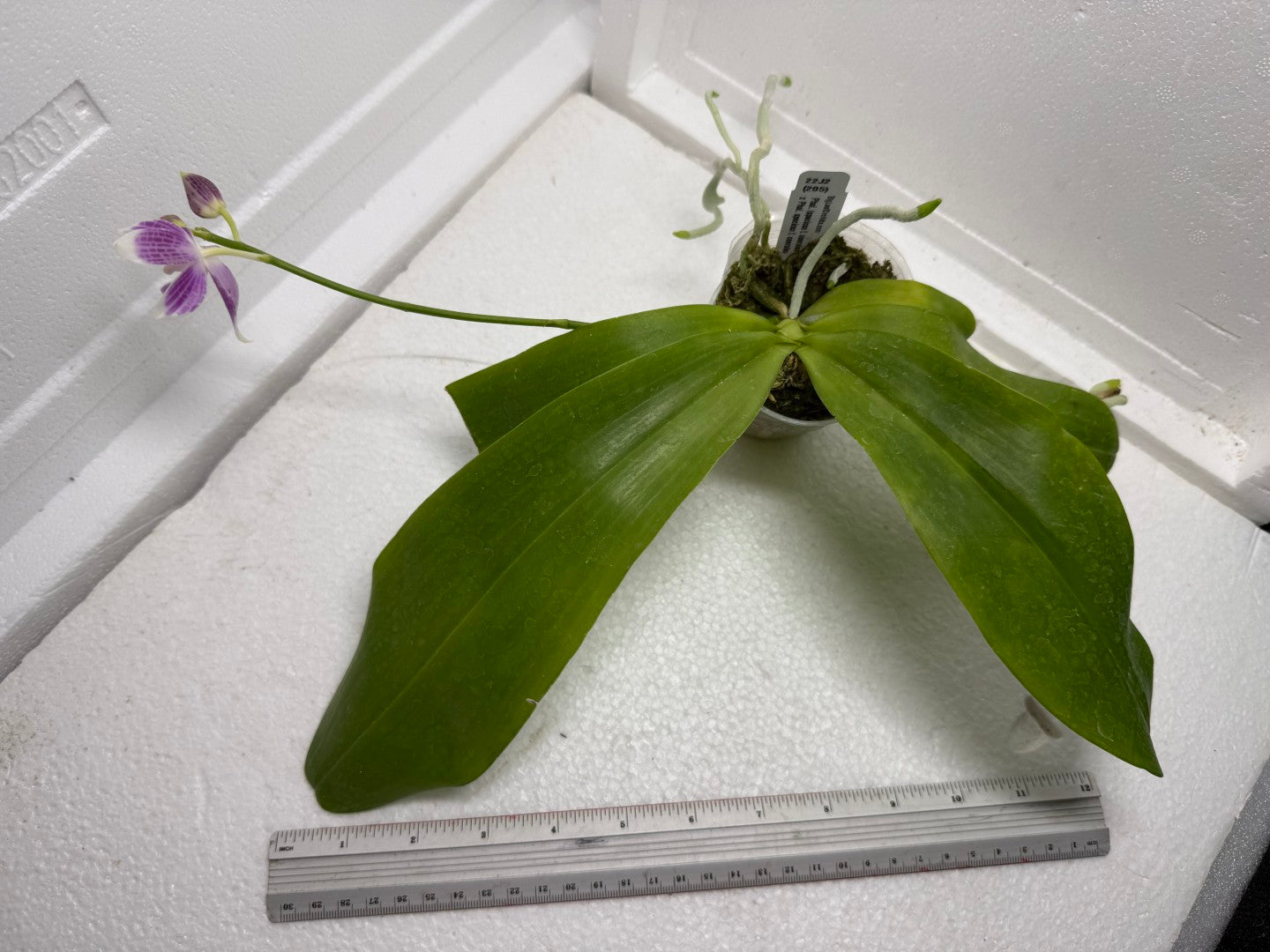 Phalaenopsis (speciosa x pulchra) x speciosa 250916 Flowering