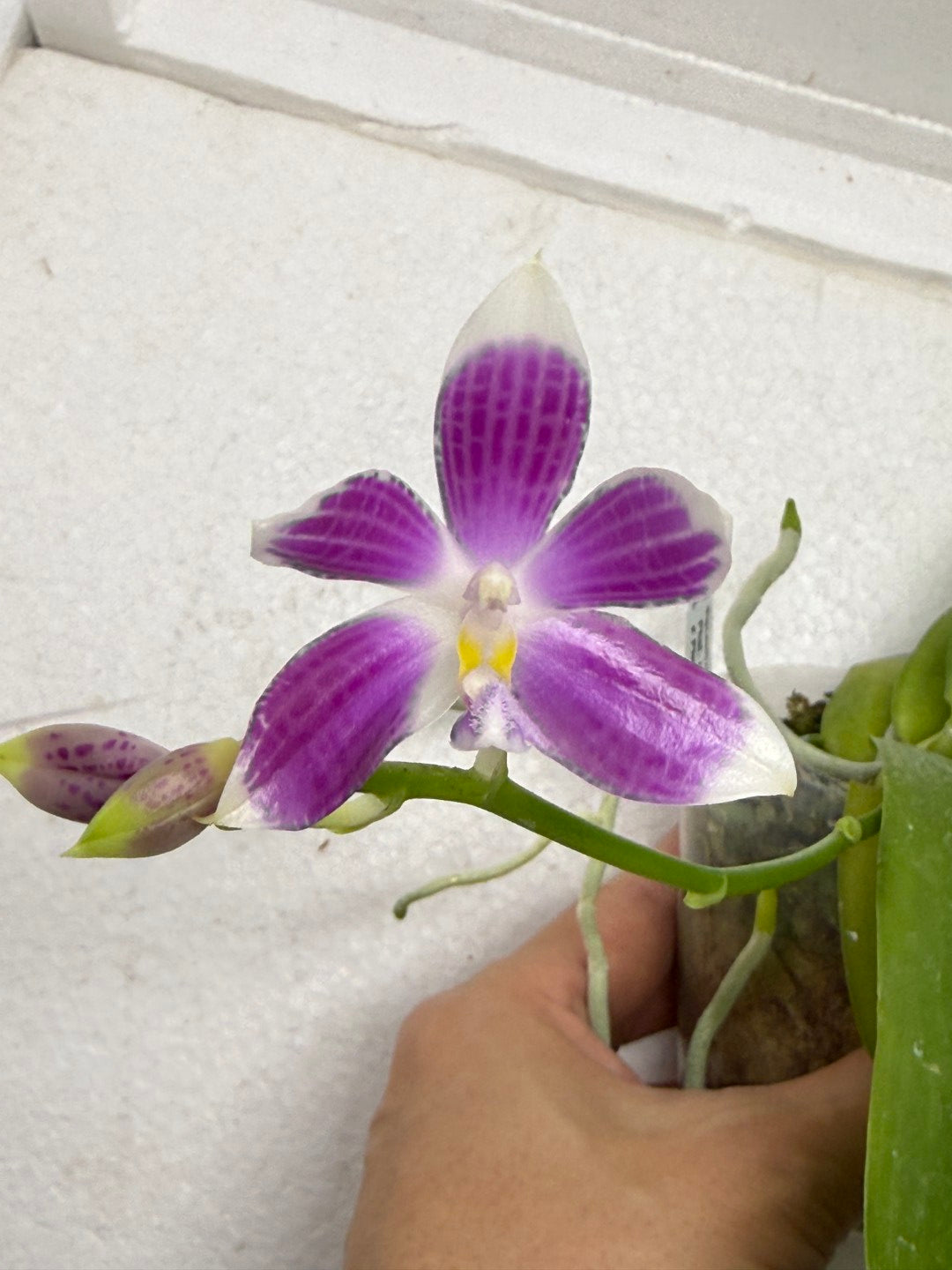 Phalaenopsis (speciosa x pulchra) x speciosa 250916 Flowering