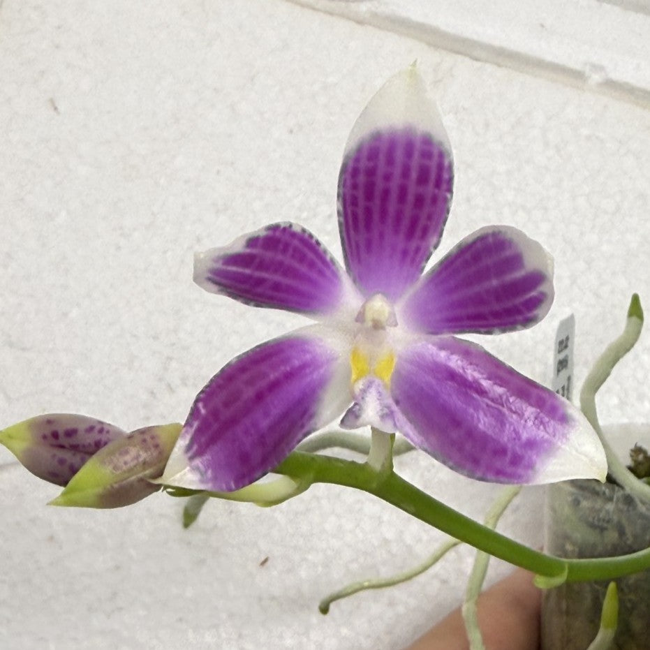 Phalaenopsis (speciosa x pulchra) x speciosa 250916 Flowering