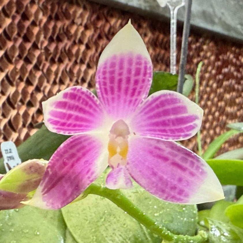 Phalaenopsis (speciosa x pulchra) x speciosa 250916 Flowering