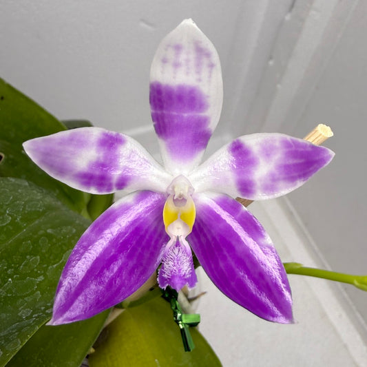 Phalaenopsis (speciosa x pulchra) x speciosa 250917 Flowering