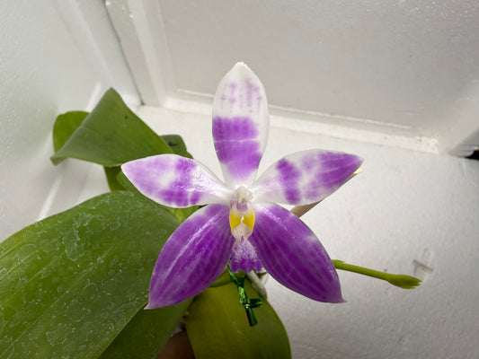Phalaenopsis (speciosa x pulchra) x speciosa 250917 Flowering
