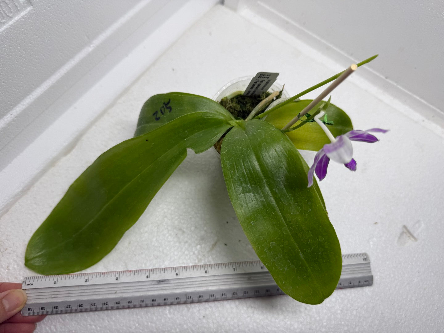 Phalaenopsis (speciosa x pulchra) x speciosa 250917 Flowering