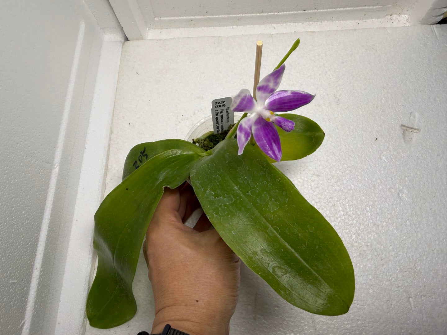Phalaenopsis (speciosa x pulchra) x speciosa 250917 Flowering