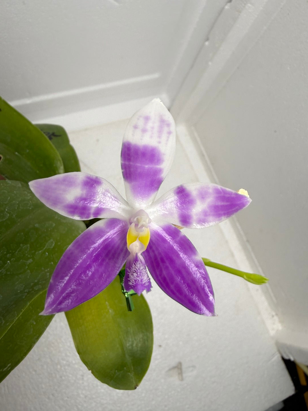 Phalaenopsis (speciosa x pulchra) x speciosa 250917 Flowering