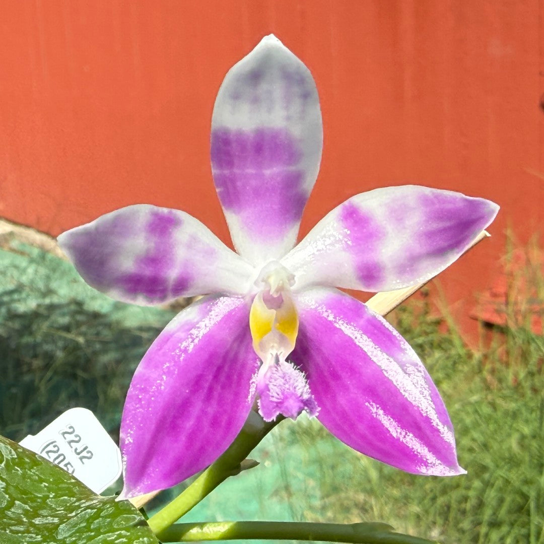Phalaenopsis (speciosa x pulchra) x speciosa 250917 Flowering
