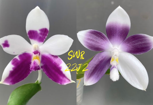 Phalaenopsis (speciosa x pulchra) x speciosa - Seed Grown - Spiking