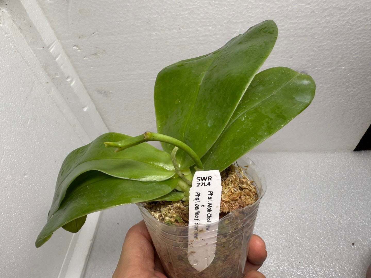 Phalaenopsis Mok Choi Yew x bellina 'Blue' - Seed Grown
