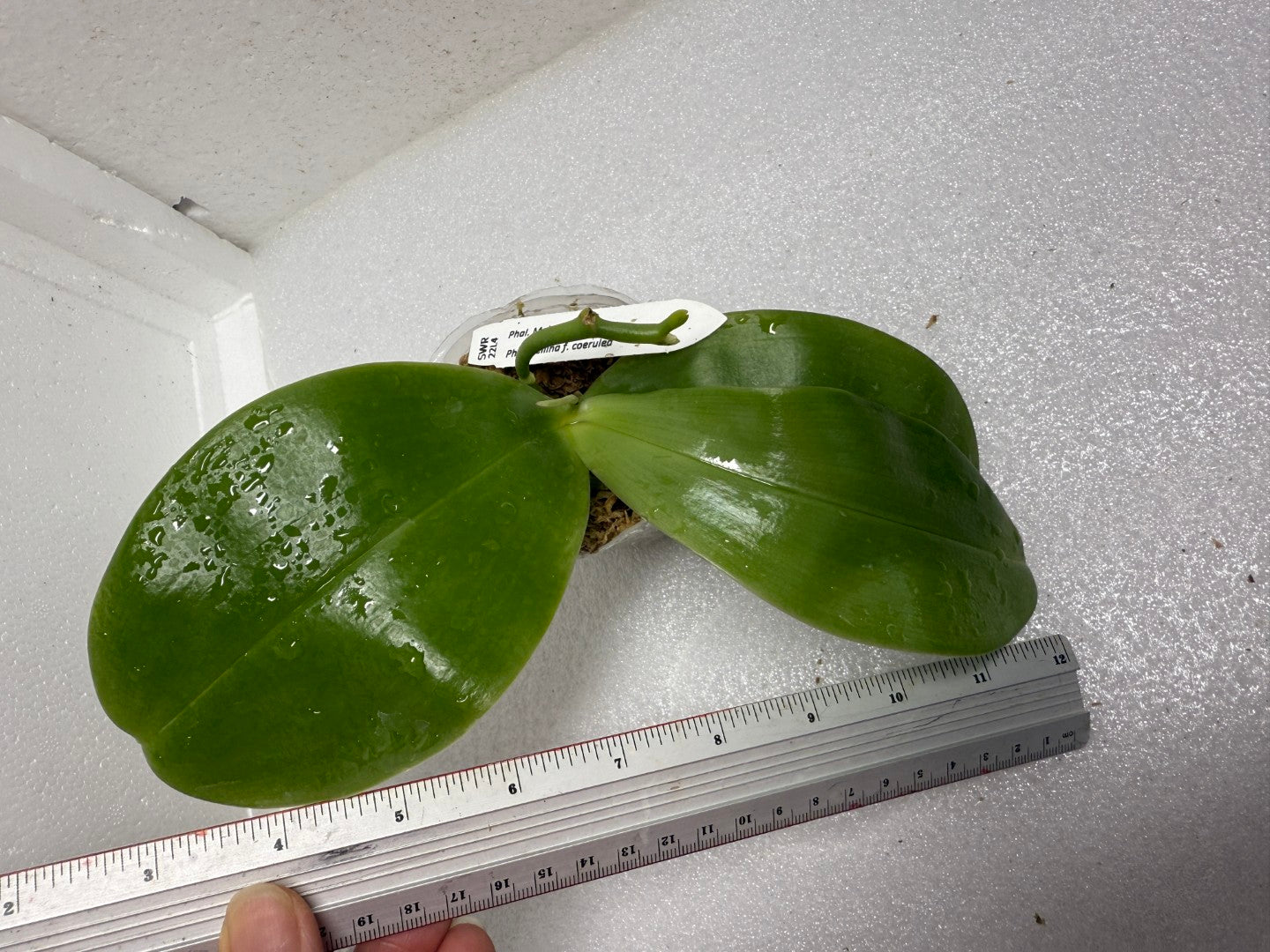 Phalaenopsis Mok Choi Yew x bellina 'Blue' - Seed Grown