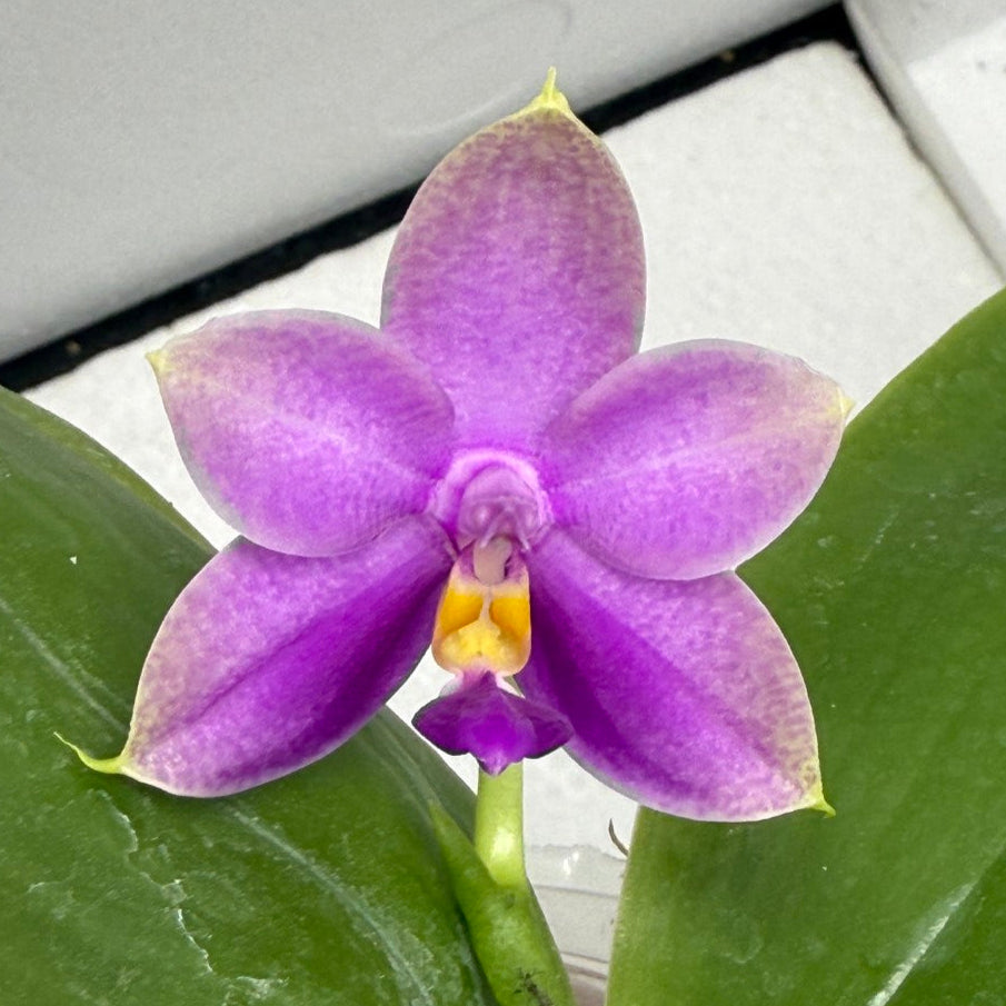 Phalaenopsis Mok Choi Yew x bellina 'Blue' - Seed Grown