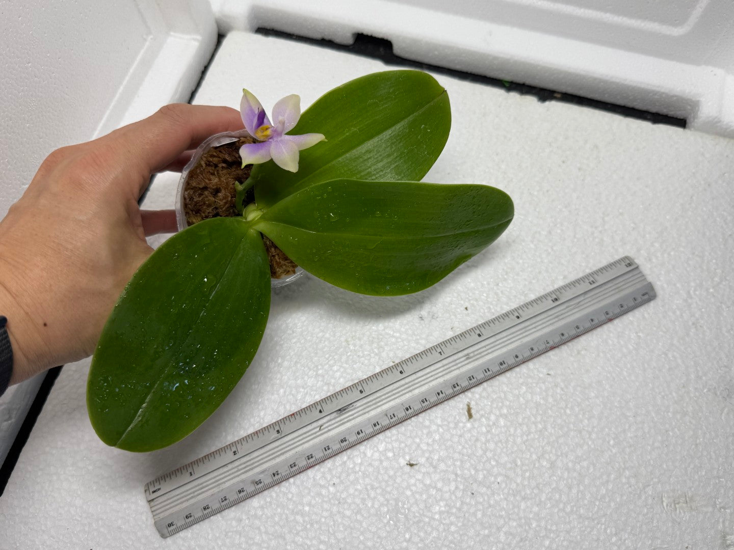 Phalaenopsis Mok Choi Yew x bellina 250808-1 Flowering