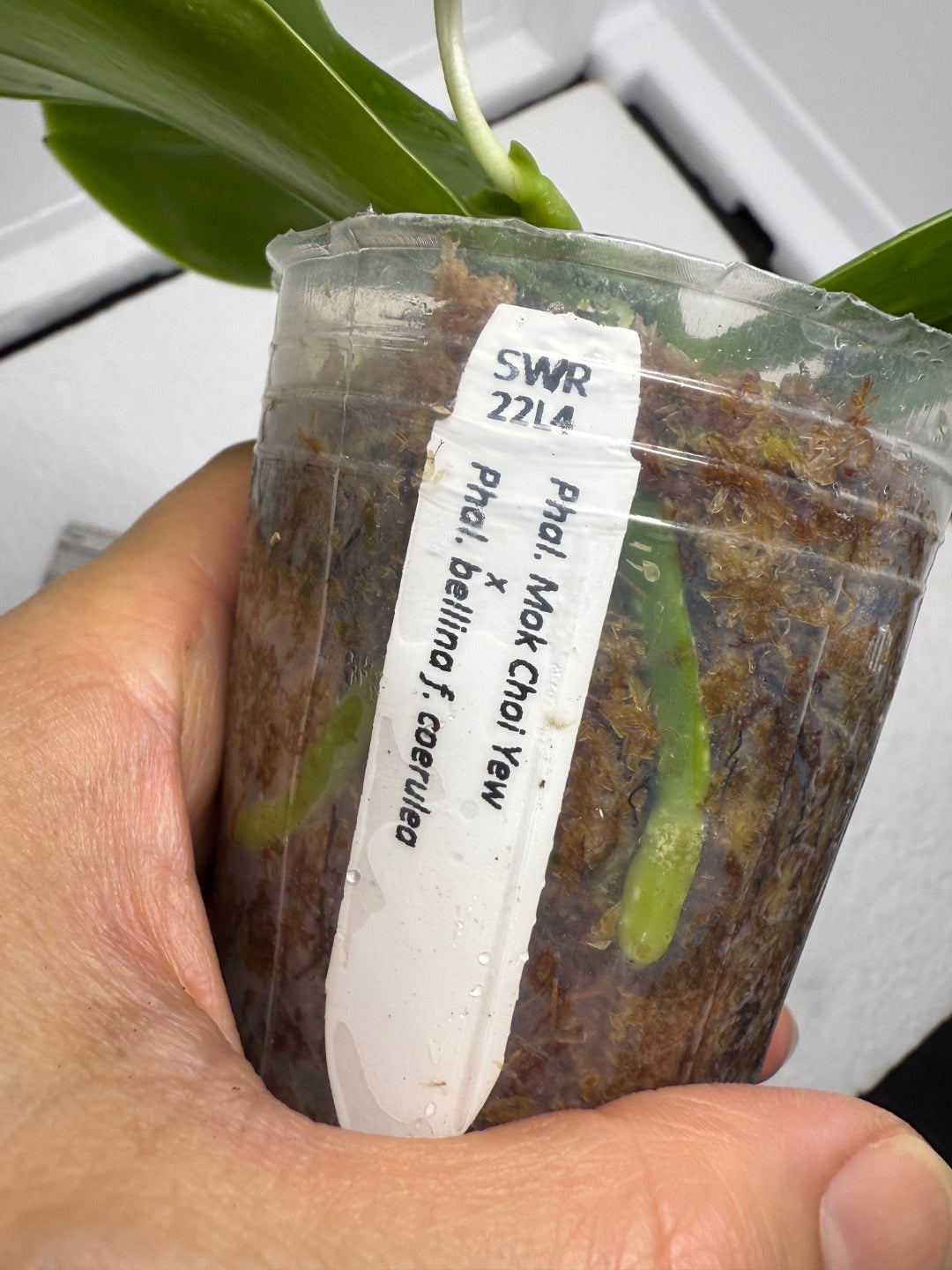 Phalaenopsis Mok Choi Yew x bellina 250808-1 Flowering