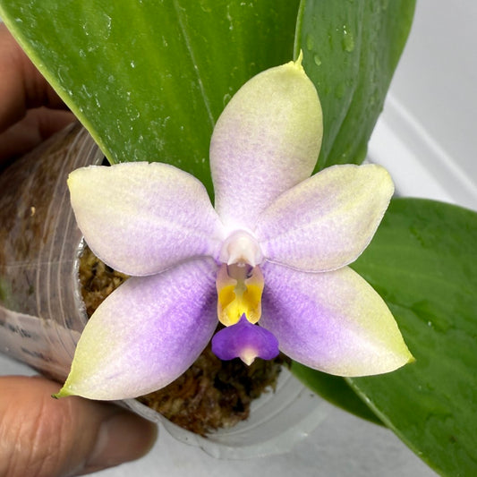 Phalaenopsis Mok Choi Yew x bellina 250808-1 Flowering