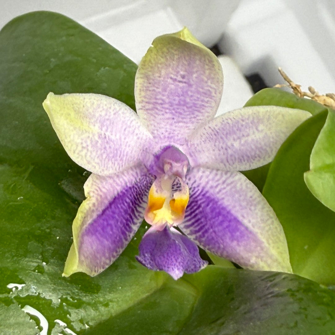 Phalaenopsis Mok Choi Yew x bellina 'Blue' - Seed Grown