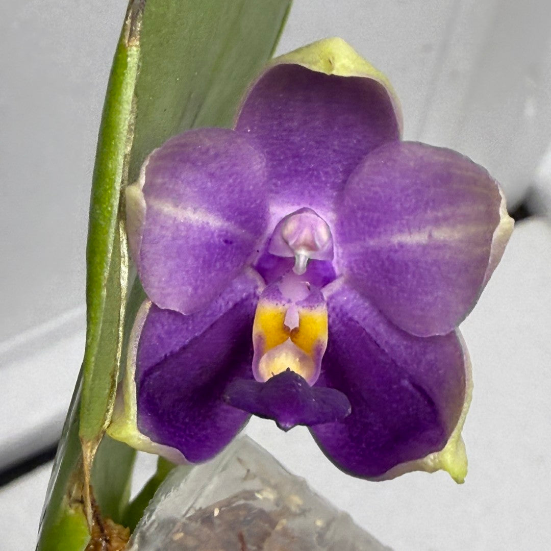 Phalaenopsis Mok Choi Yew x bellina 'Blue' - Seed Grown