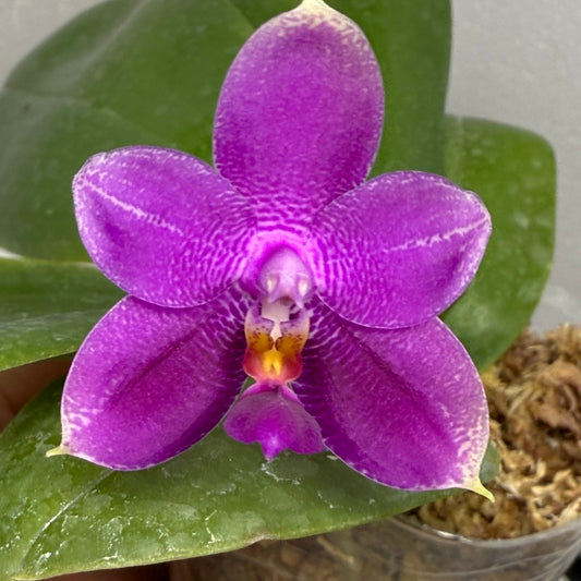 Phalaenopsis Mok Choi Yew x bellina 250809 Flowering