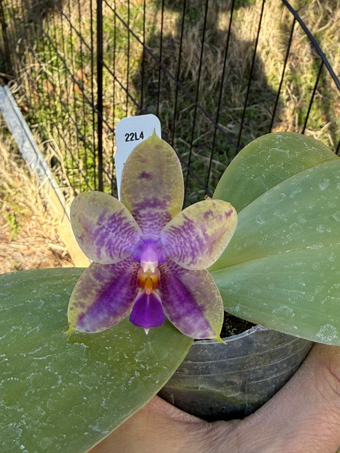 Phalaenopsis Mok Choi Yew x bellina 260203 Flowering