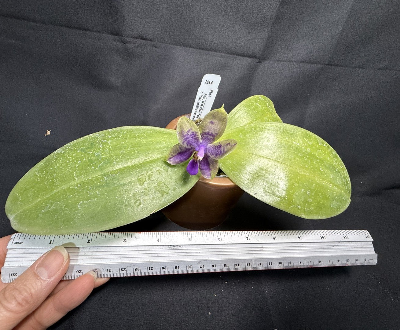 Phalaenopsis Mok Choi Yew x bellina 260203 Flowering