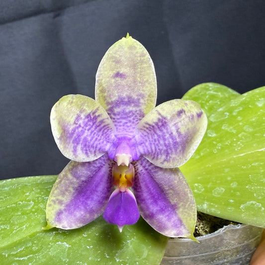 Phalaenopsis Mok Choi Yew x bellina 260203 Flowering