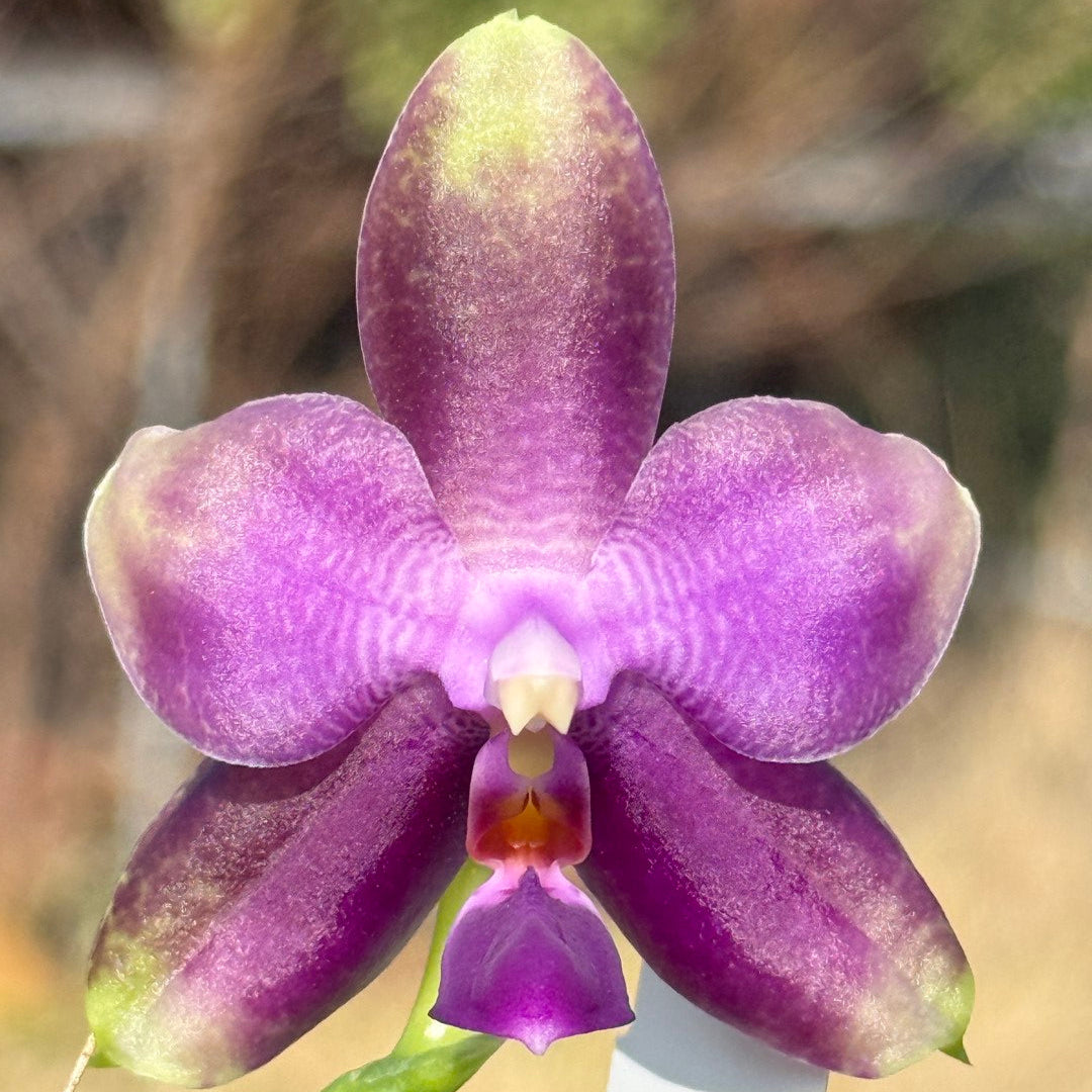 Phalaenopsis Mok Choi Yew x bellina 260301 Flowering