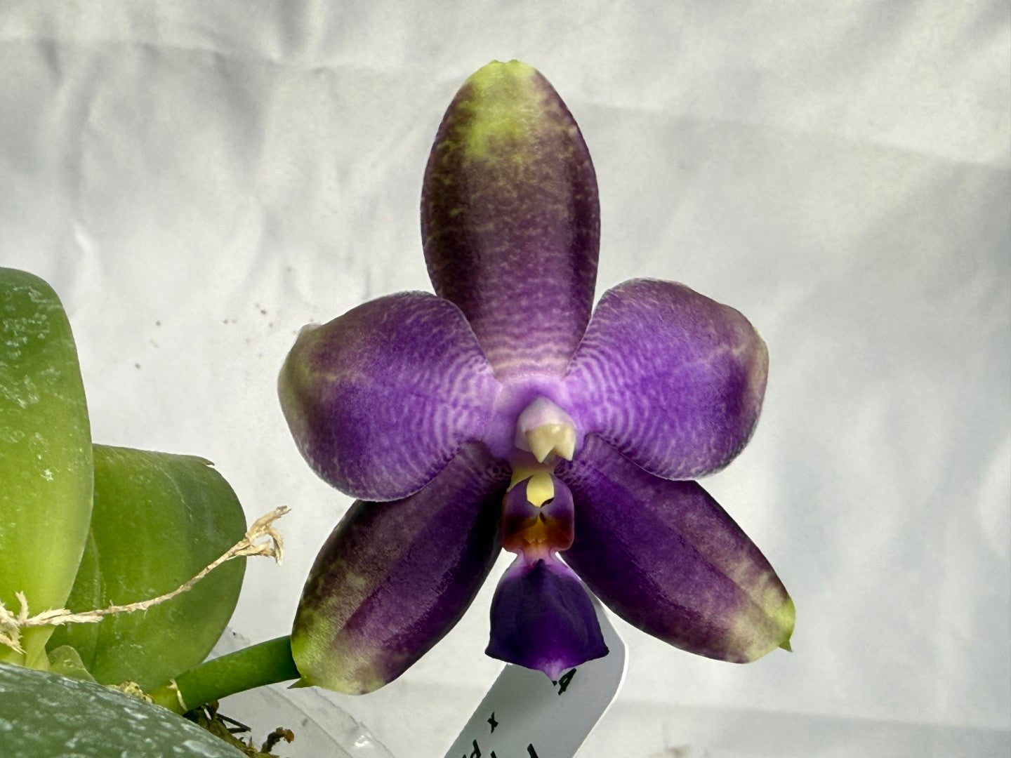 Phalaenopsis Mok Choi Yew x bellina 260301 Flowering