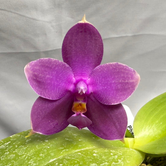 Phalaenopsis Mok Choi Yew x bellina 260626-A Flowering