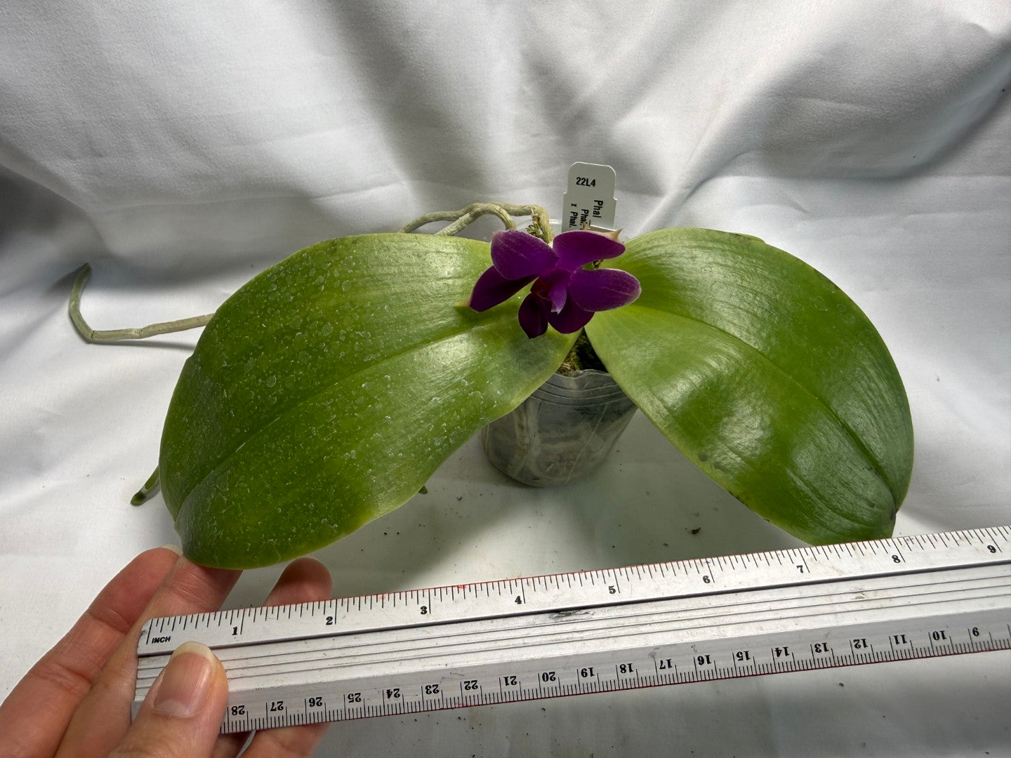 Phalaenopsis Mok Choi Yew x bellina 260626-A Flowering