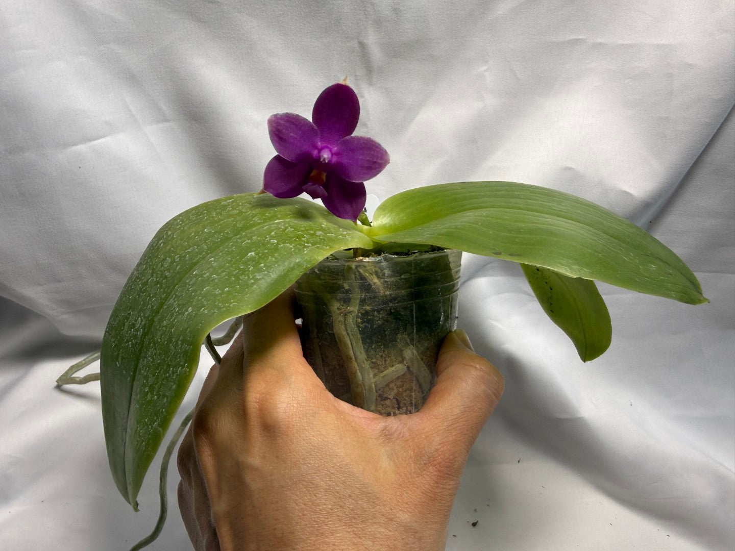 Phalaenopsis Mok Choi Yew x bellina 260626-A Flowering