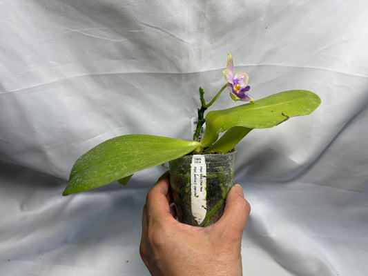Phalaenopsis Mok Choi Yew x bellina 260626-B Flowering