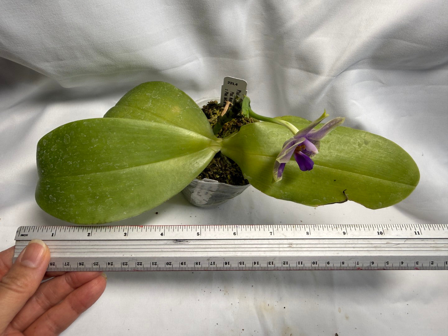 Phalaenopsis Mok Choi Yew x bellina 260626-B Flowering