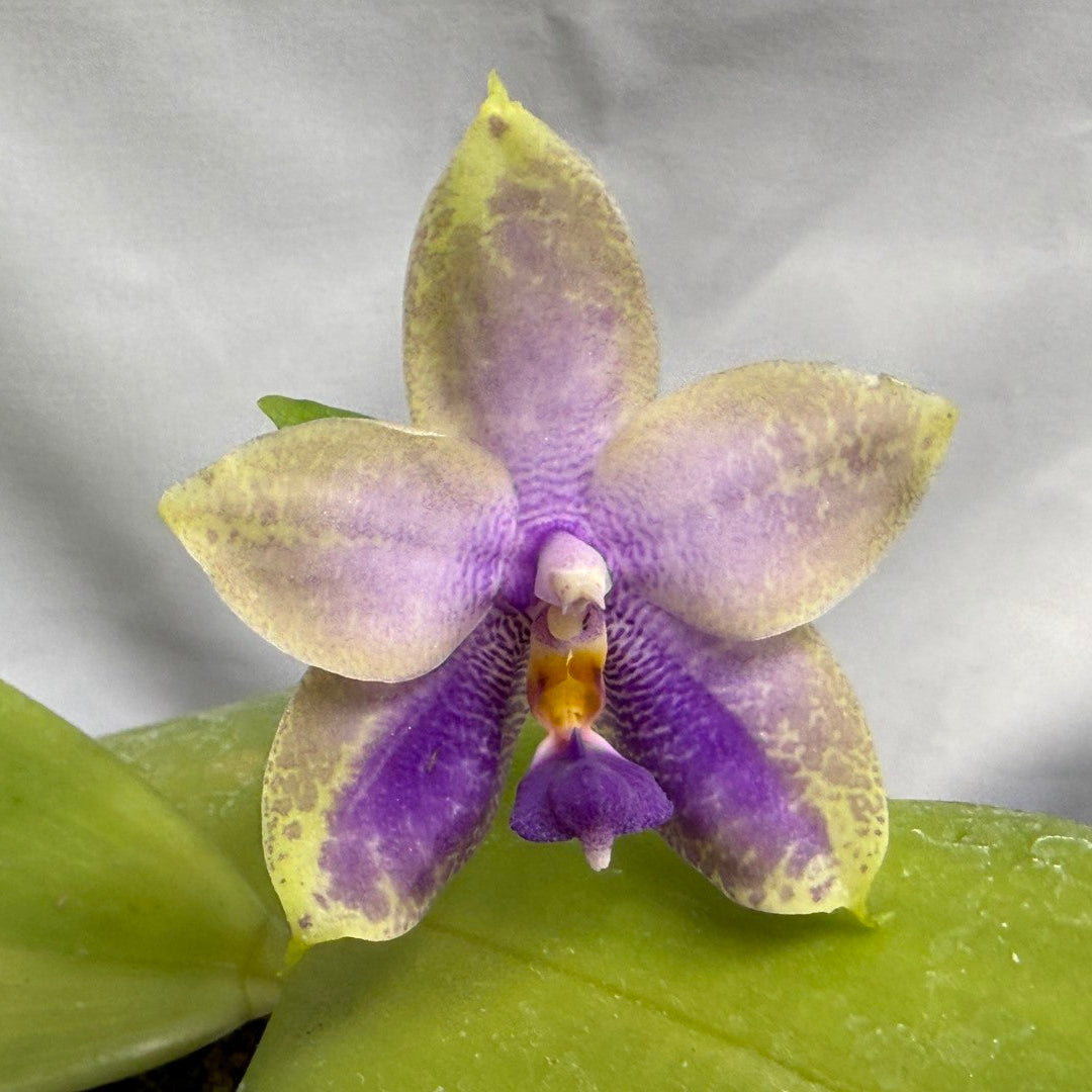 Phalaenopsis Mok Choi Yew x bellina 260626-B Flowering