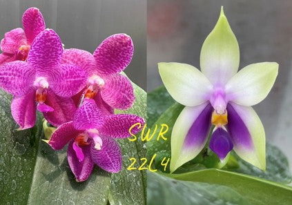 Phalaenopsis Mok Choi Yew x bellina 'Blue' - Seed Grown
