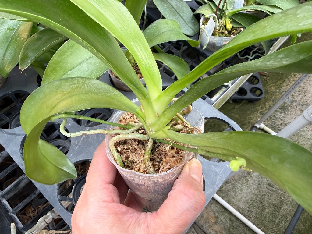 Phalaenopsis lueddemanniana (Auroa x Leyte) - Seed Grown -Spiking