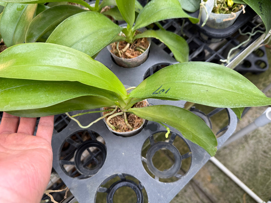 Phalaenopsis lueddemanniana (Auroa x Leyte) - Seed Grown -Spiking