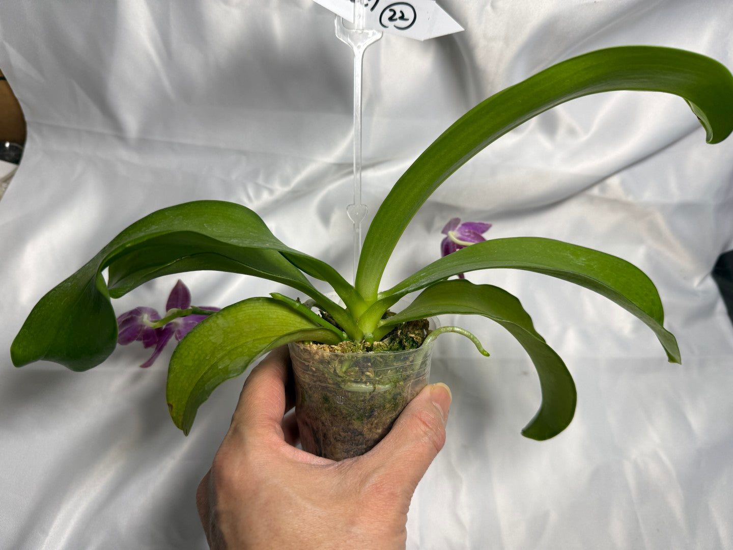 Phalaenopsis lueddemanniana 230609 Flowering 3 spikes