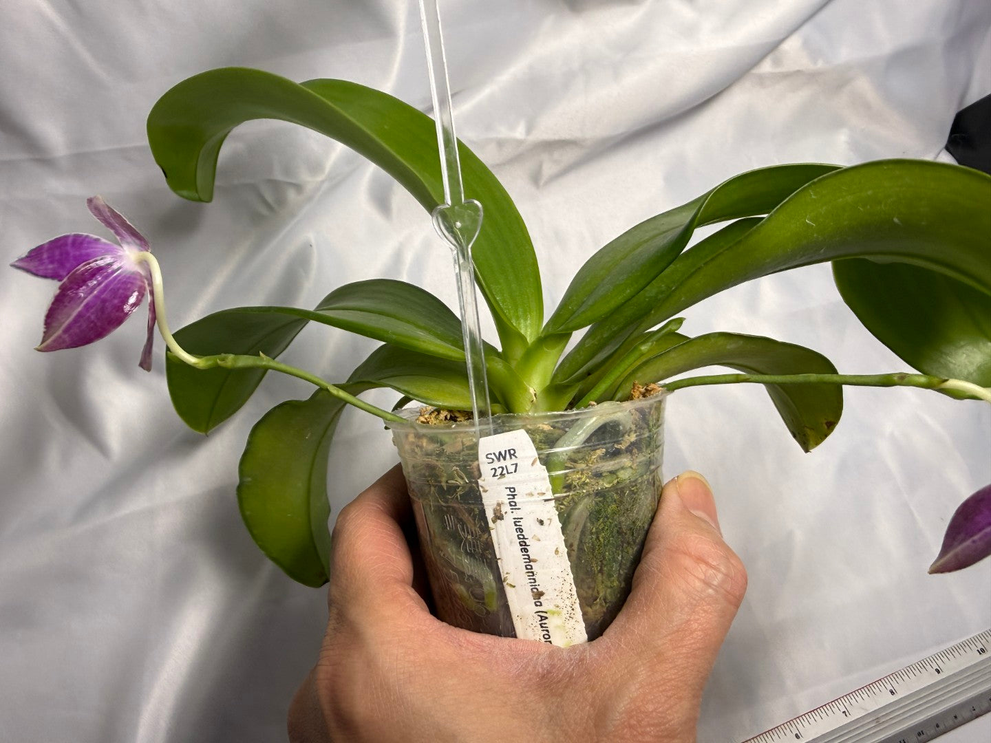 Phalaenopsis lueddemanniana 230609 Flowering 3 spikes