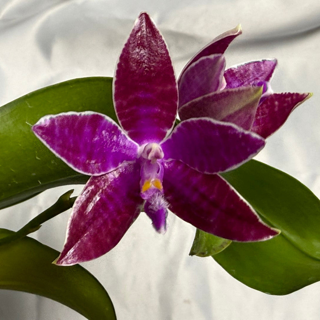 Phalaenopsis lueddemanniana 230609 Flowering 3 spikes