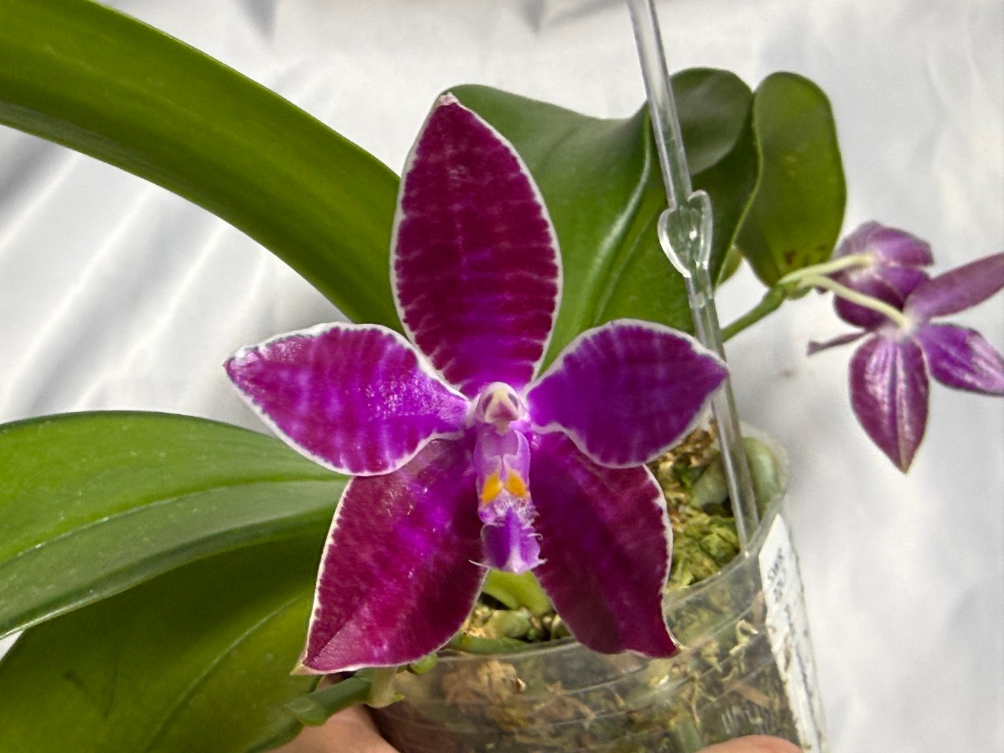 Phalaenopsis lueddemanniana 230609 Flowering 3 spikes