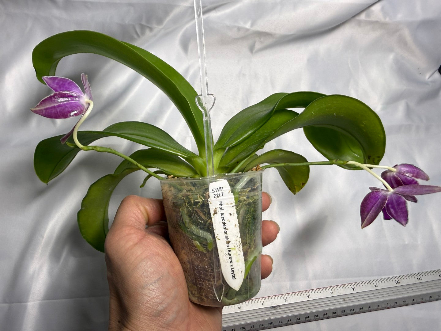 Phalaenopsis lueddemanniana 230609 Flowering 3 spikes